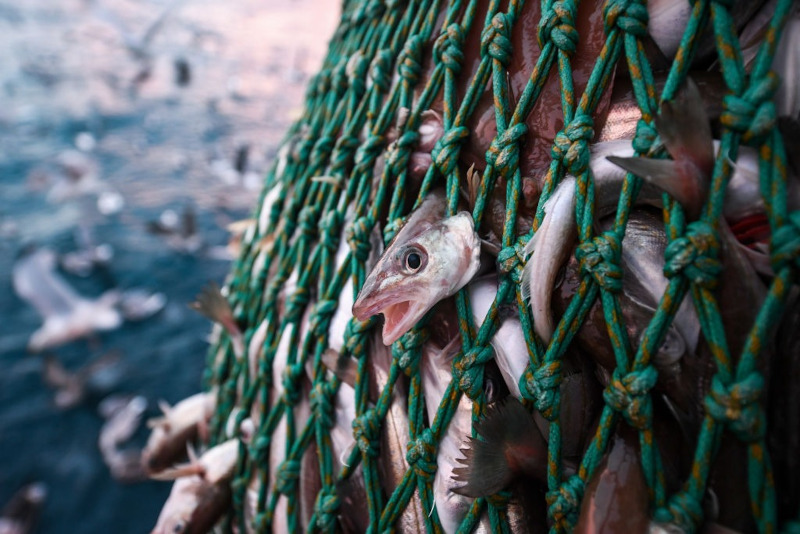 Vários peixes em uma rede suspensa no ar